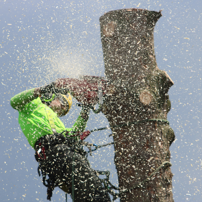 Honoring Arbor Day: A Salute to Arborists and the Lifeline They Rely On—Rope